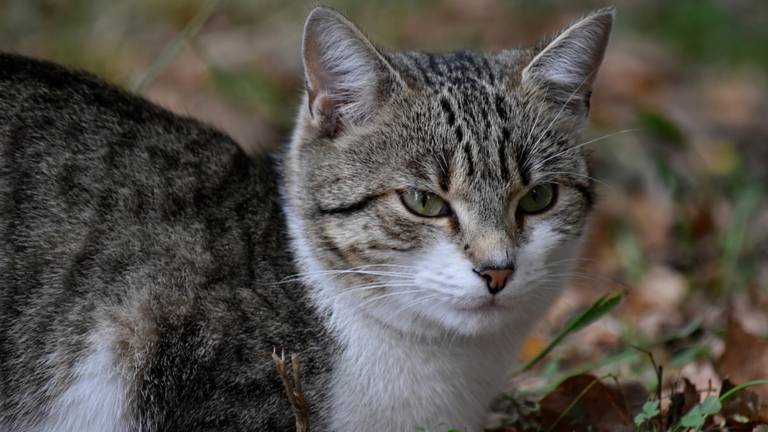 Drie boerderijkatten bleken besmet (foto: pixnio).