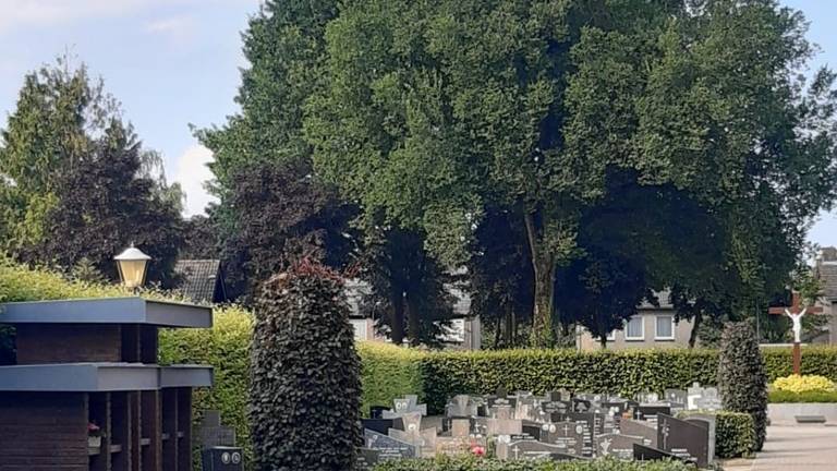 De iep  nog in volle glorie bij het kerkhof in Hooge Mierde