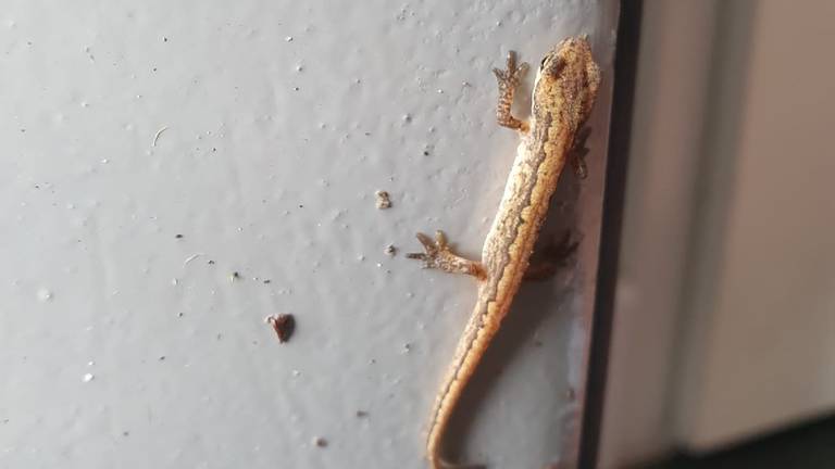 Een salamander (foto: Iris Koreman).