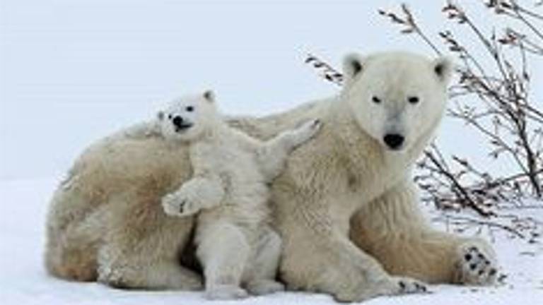 Leuk, vindt Irene Berlage deze ijsbeertjes: "Maar hoe krijg ik ze weer uit mijn tuin?" 