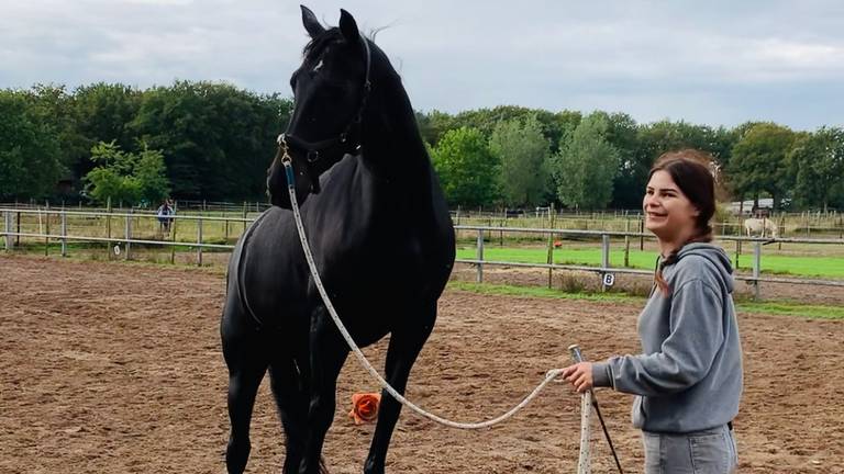 Een van de paarden tijdens een training