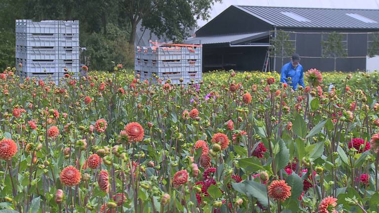 Zonnig nieuws uit corsodorp Zundert: ‘De dahlia’s staan er fantastisch bij’ (Archieffoto)