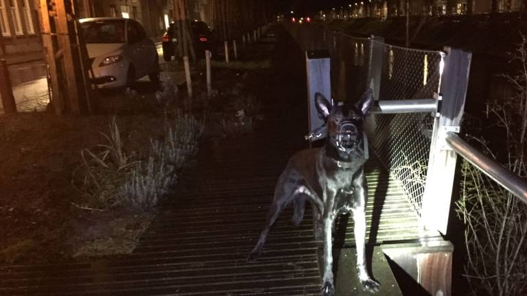 De hond zat al uren langs het water te blaffen (foto: Dierenambulance Brabant Noord-Oost).