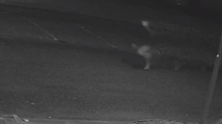 Schoolbrand in Roosendaal: wie herkent deze rennende jongeman? 