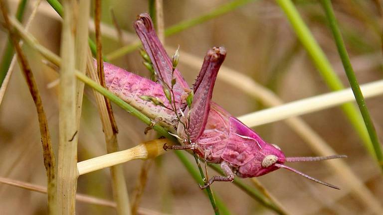 Foto: Wim Hoogstraten via Twitter @natuurmonument