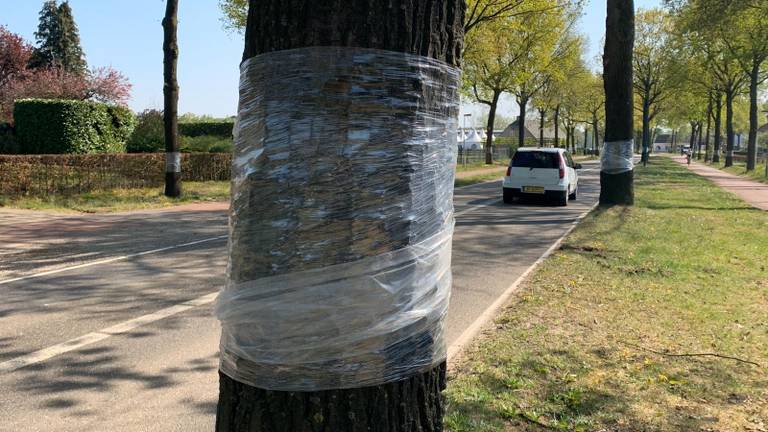 De boomstammen worden in plastic folie gerold.