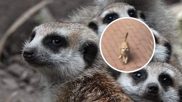 Houdini (rechts) kon een weekje van zijn vrijheid genieten (beeld: Michelle van Engelen).