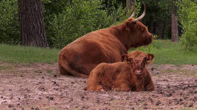 Schotse Hooglanders (archieffoto)