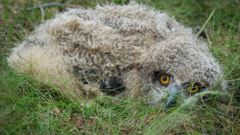 Broedsucces voor ‘s werelds grootste uilen in Leenderbos (Foto: Erik Schram/Staatsbosbeheer)