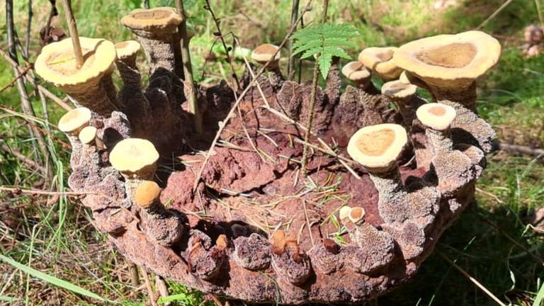 Een soort zachte grote schalen met aan de buitenrand weer allemaal paddenstoelen (foto: Niels Tammeling).