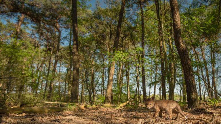 The fox in its biotope as Mignon actually wanted to photograph it (Photo: Mignon van den Wittenboer).