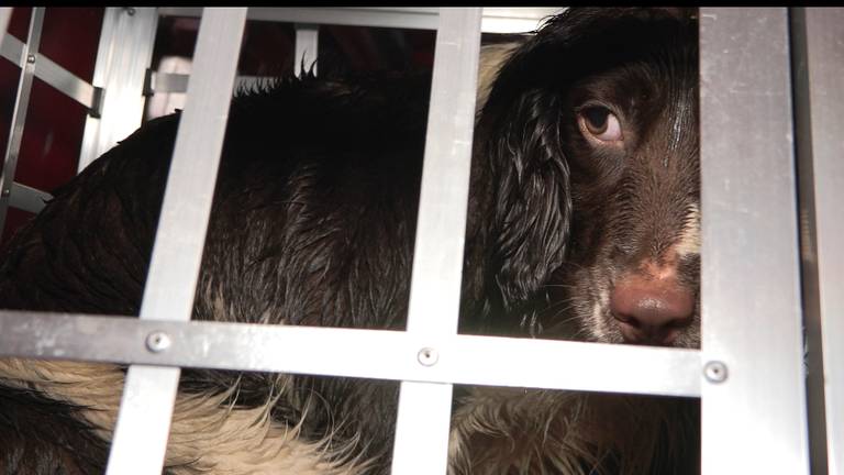 Archiefbeeld van een hond die in beslag werd genomen door de NVWA