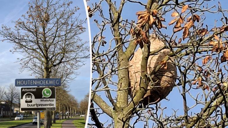 Het hoornaarnest (Foto: Roel Koopmans).