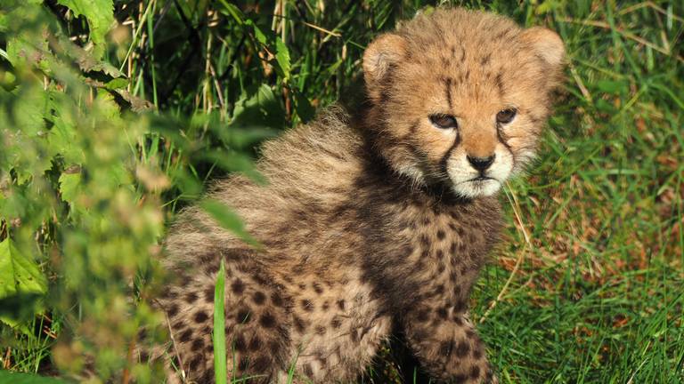 De Franse adoptiecheeta (Foto: Beekse Bergen/Mariska Vermij - van Dijk)