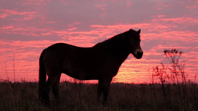 Omroep Brabant