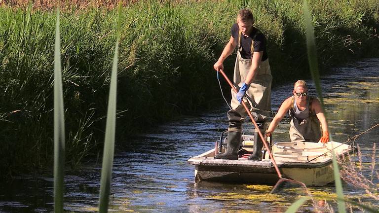 Jan-Peter en Martijn scheppen de vissen uit de beek (foto: Tessel Linders).