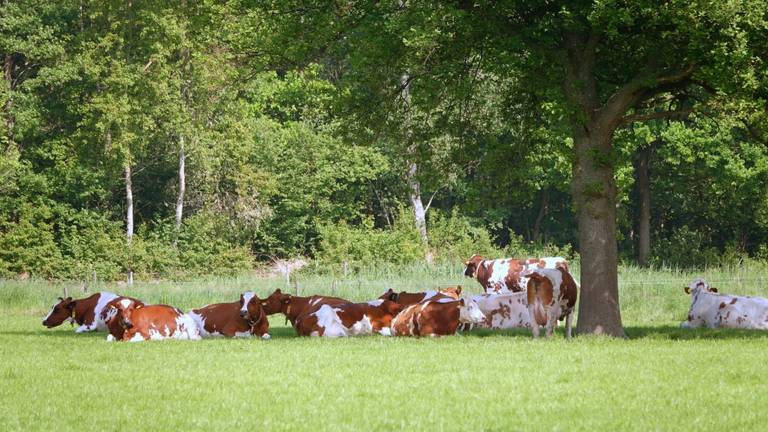 De koeien zoeken de schaduw op. Foto: Ben Saanen.
