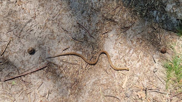 Een gladde slang (foto: Leo Verbaandert).