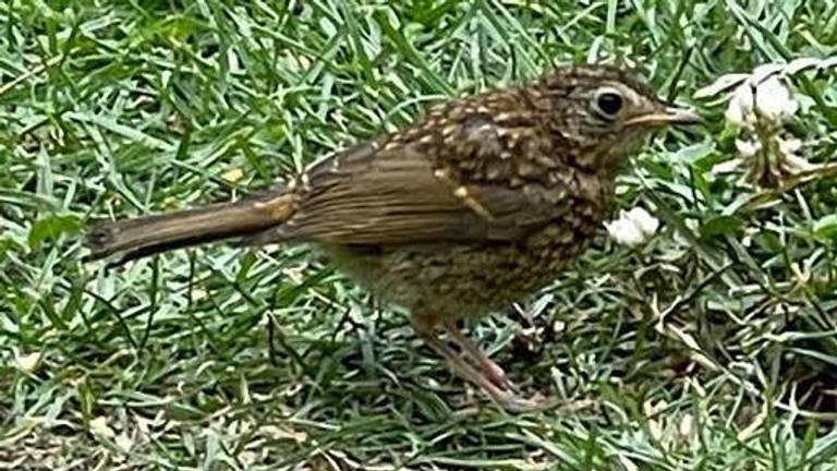 Piet kon deze vogel op de camping niet thuisbrengen (foto: Piet Hoedemakers).