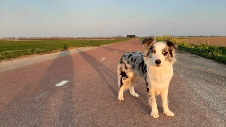 Jaxx wandelt weer door de polder (foto: Joyce Lodders)