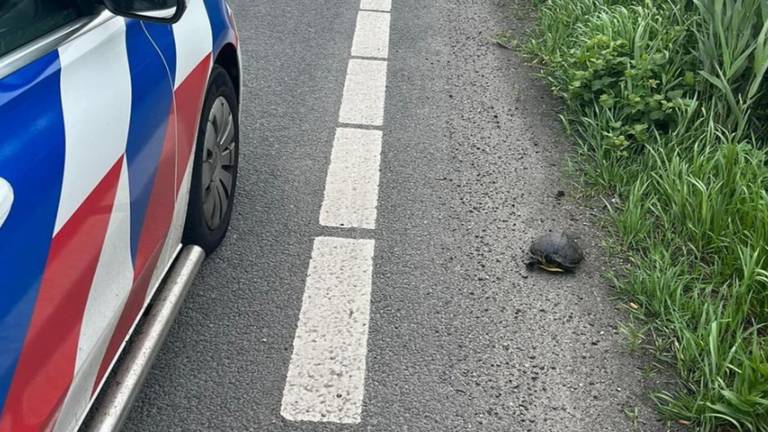 Overstekende schildpad