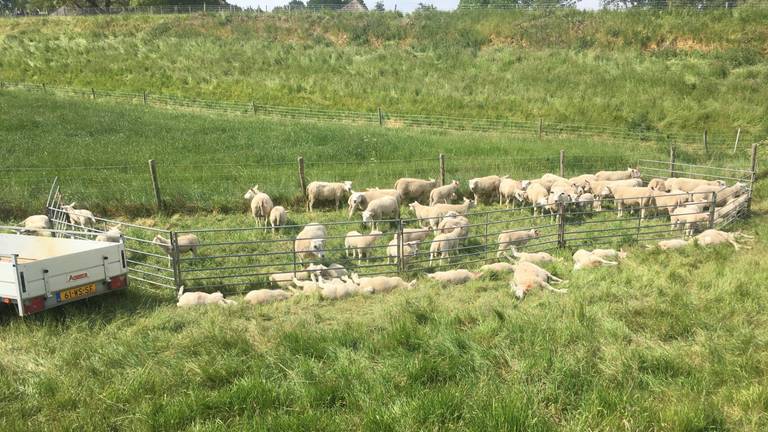 De dode schapen zijn door de boer uit het zicht van recreanten gelegd.. (Foto:Stijn Verhulst)