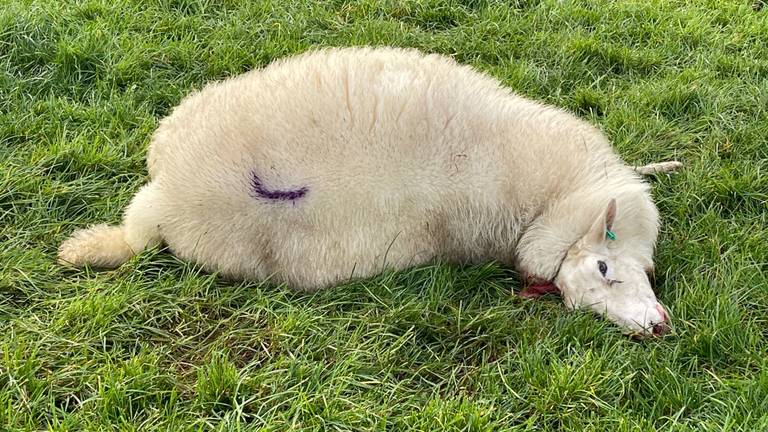 Diverse schapen werden aangevallen in een weiland in Rosmalen (foto: Bart Meesters).