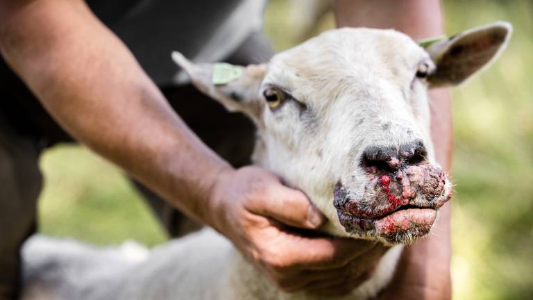 Een schaap dat is besmet met het blauwtongvirus (foto: ANP).