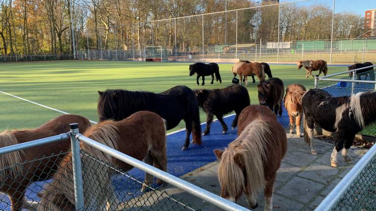 De pony's stonden op een kunstgrasveld (Foto: Hans Meijer). 