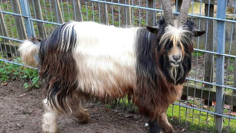 Foto: Dierenpark Prins Hendrik.