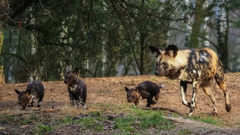 Bron: safaripark Beekse Bergen.