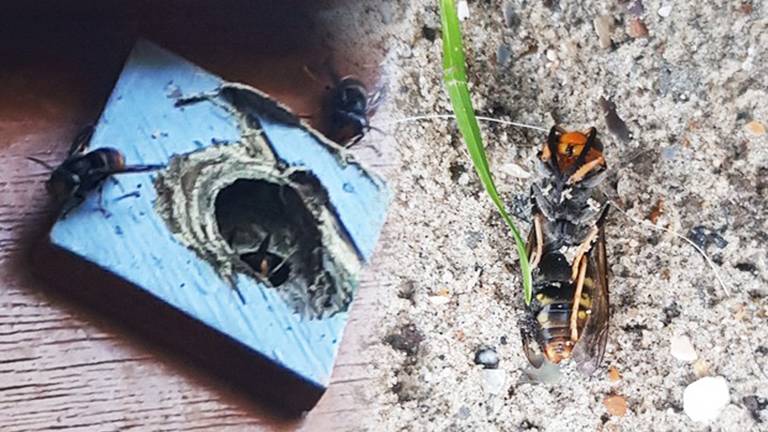 De foto's die de melder in Zevenbergschen Hoek maakte (foto: Stichting platform Stop invasieve exoten).