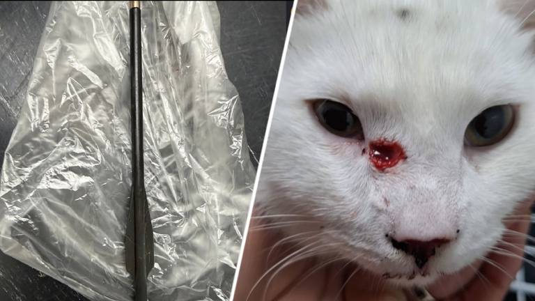 Deze kat werd zaterdag beschoten, met rechts de kruisboogpijl (foto: Dierenziekenhuis Eindhoven).