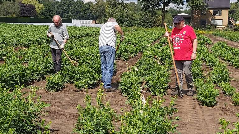 Aan het werk op de bloemenvelden in Zundert. (Foto: Ludo Gommers)