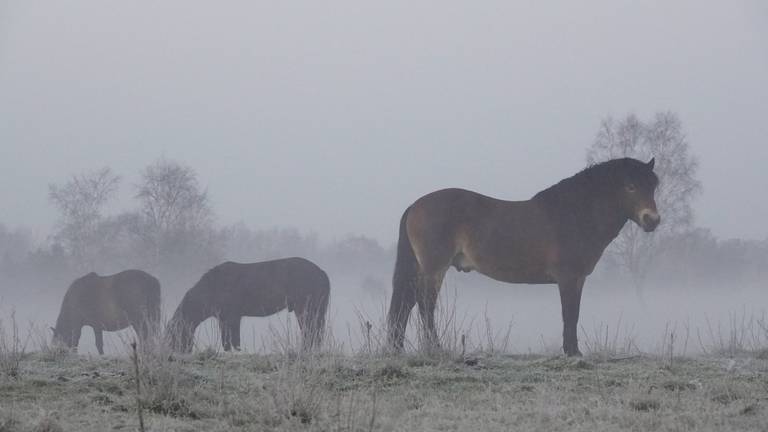 Omroep Brabant