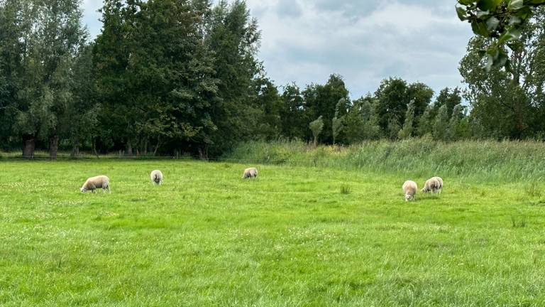 Omroep Brabant