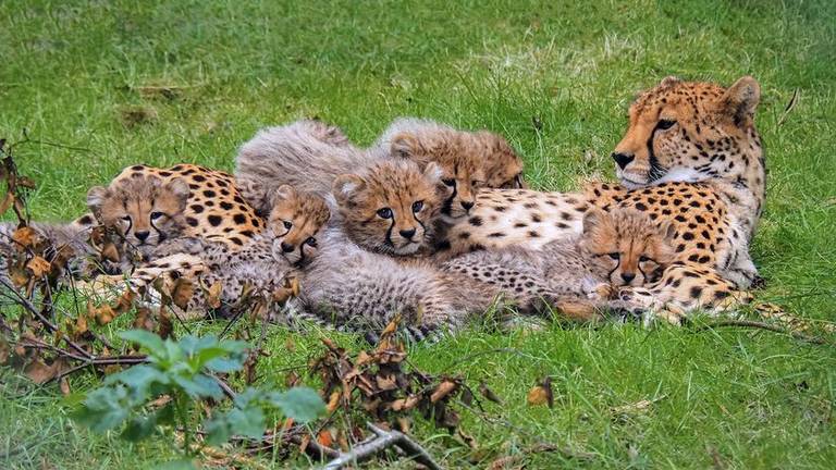 Cheeta Kate met haar welpjes (foto: Beekse Bergen). 