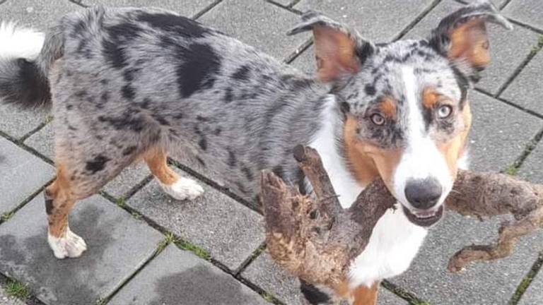 De teruggevonden hond Lara (Foto: Marie-Louise Vorstenbosch)