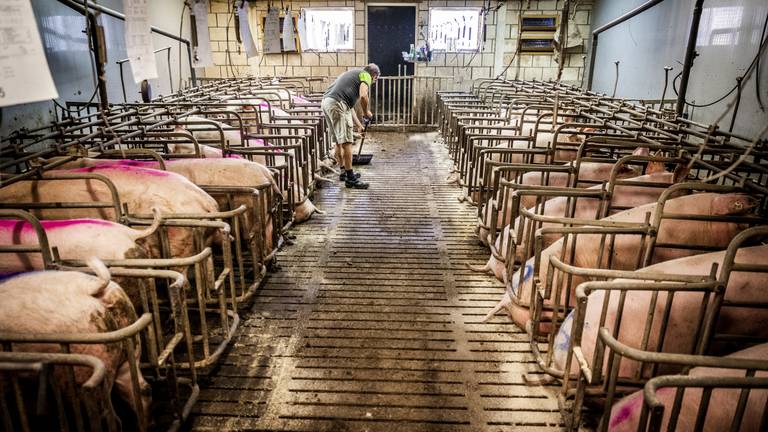 Minder varkens in Brabant (foto: ANP)