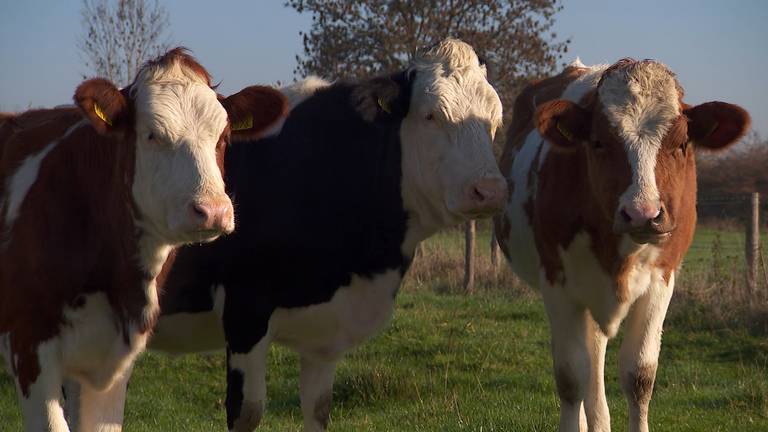 De biologische koeien van boer Eric Lamers.