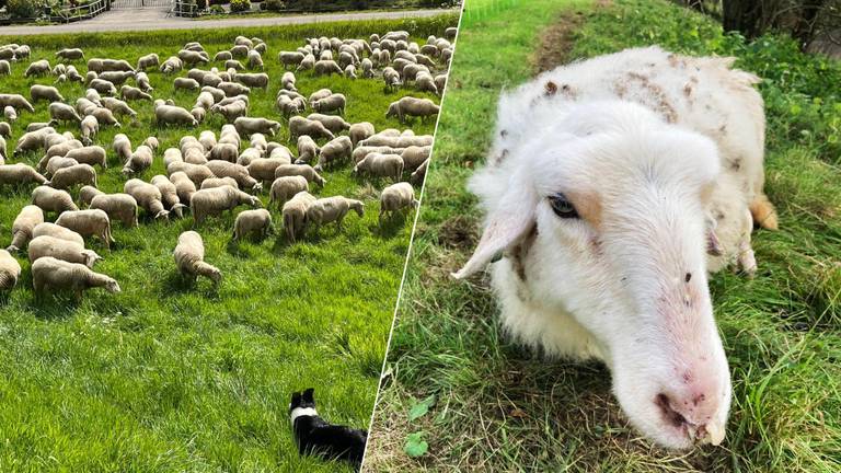 De schaapskudde van John Sterrenburg en een van zijn zieke dieren. (Foto's: John Sterrenburg)