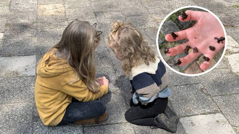 De kinderen van Martijn Konings kijken naar de kikkers.