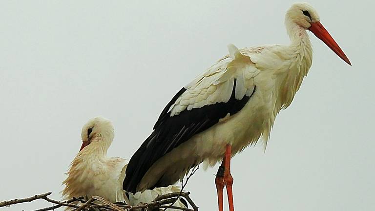 Twee Nederlandse ooievaars (foto: Marij van Driel).