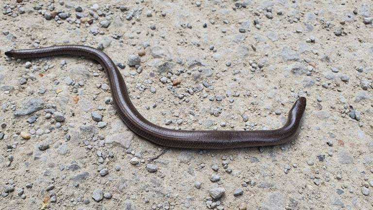 Een hazelworm foto (foto: Peter Vissers).