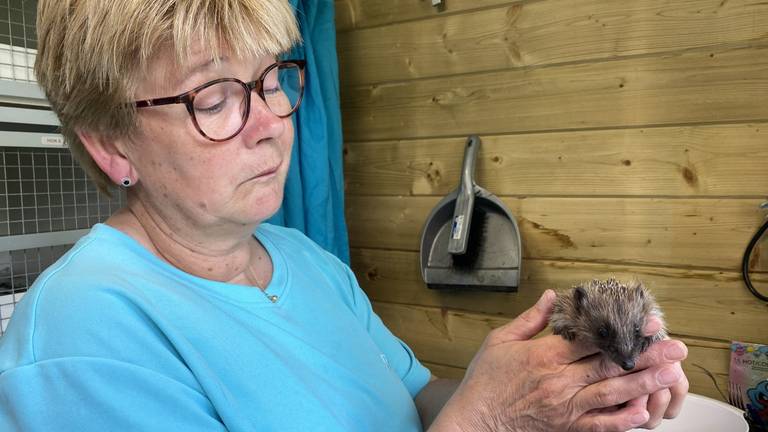 Veel baby-egeltjes komen bij Conny  en Dré terecht, als hun moeder is overleden.