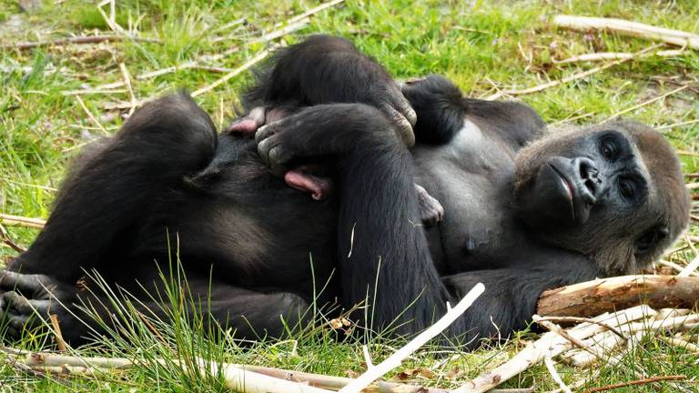 Gorilla's in de Beekse Bergen vormen één huishouden (foto: Beekse Bergen).