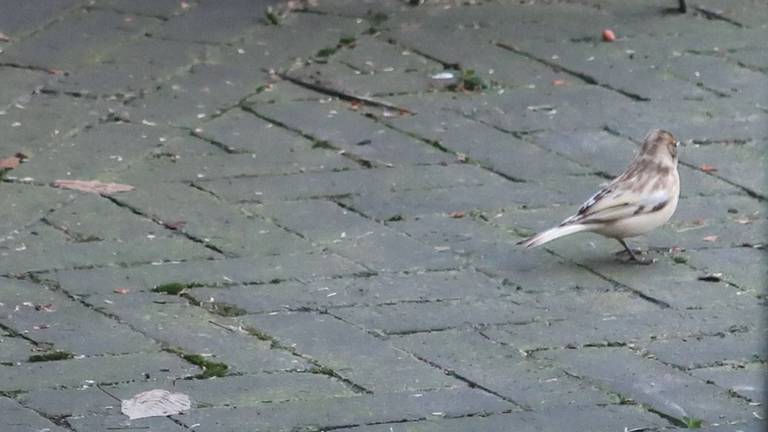 Een lichtgekleurde vogel in de tuin van Marjolein (foto: Marjolein Deryckere).