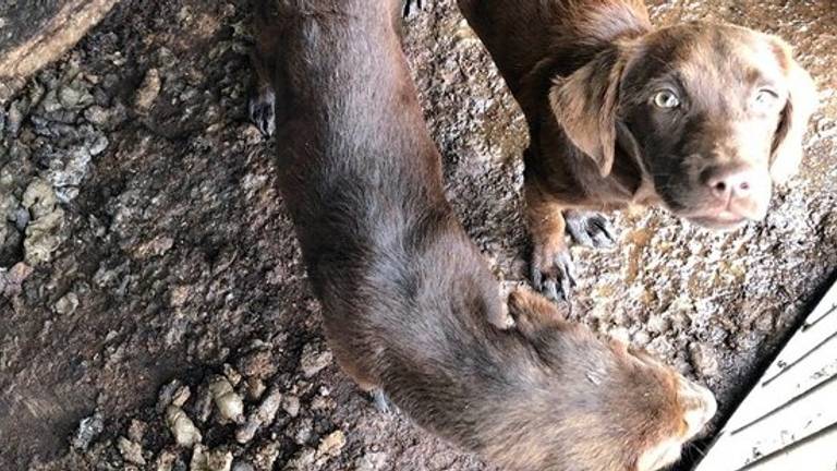 De honden werden in 2019 in erbarmelijke omstandigheden gevonden (foto: SQ Vision).