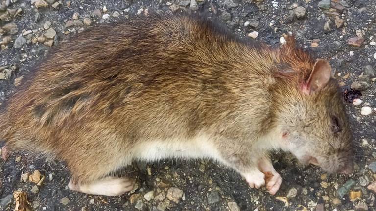 Ratten teisteren straat in Breda: ‘Bang dat kinderen worden gebeten’