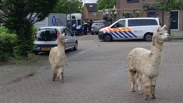 Alpaca's aan de wandel in Klundert (foto: wijkagenten Zevenbergen).